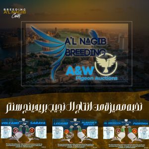 🔥Derby AAL Nagib Breeding center Auction🔥